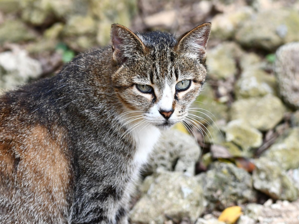 #64:
          Feral Tabby Cat, Okinawa.
          f/ at mm - Shutter Speed: - ISO: